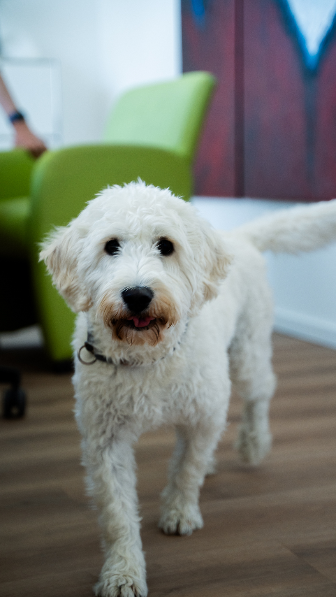 Weißer Hund der im Buero steht.